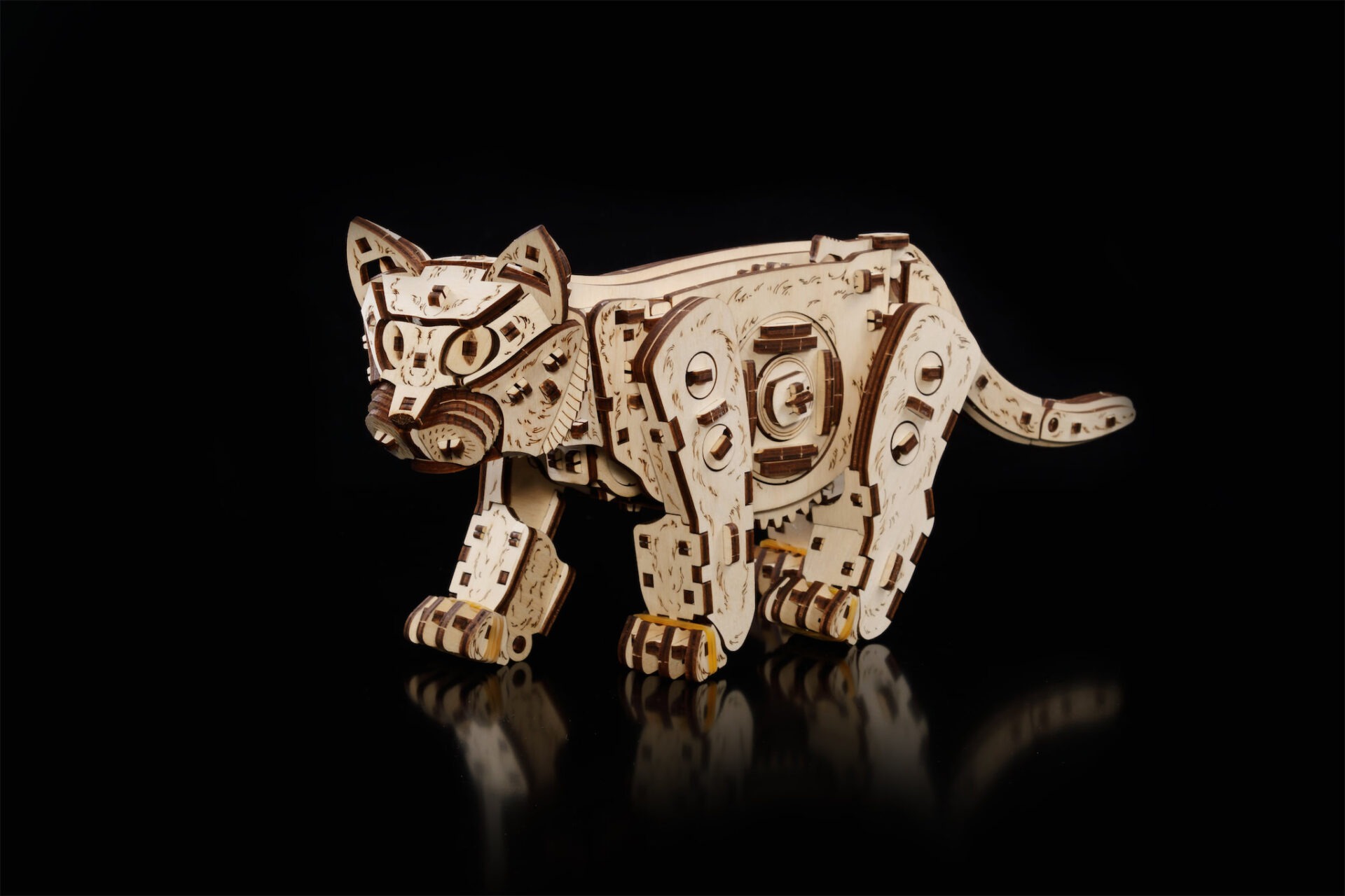 Kitten - Image 2