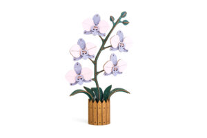 Flower Orchid Violet